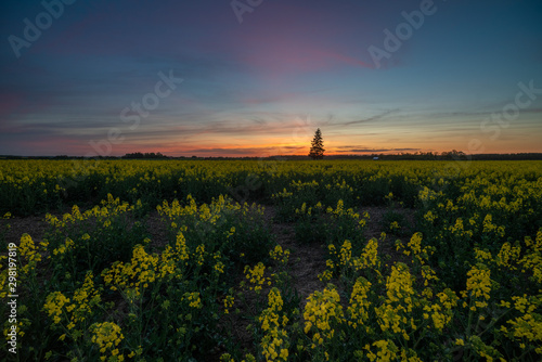 Rapeseed at sunset time