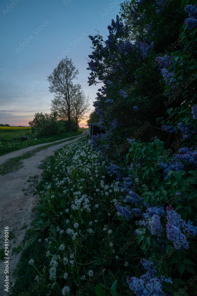 purple lilac and midnight