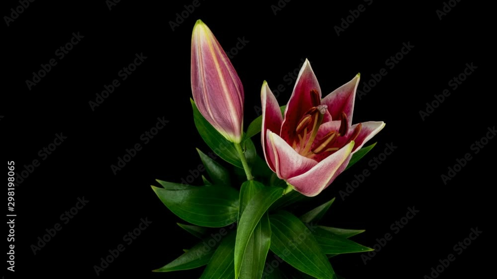 Time Lapse of Beautiful Pink Lily Flower Blossoms. Black Background. 4K. Time Lapse of Beautiful Pink Lily Flower Blossoms. Black Background. 4K.
