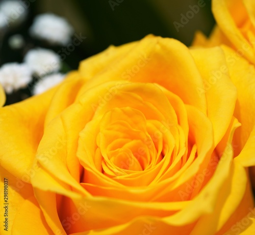 yellow rose on blurred background
