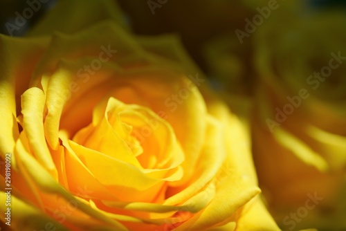 yellow rose in shadow