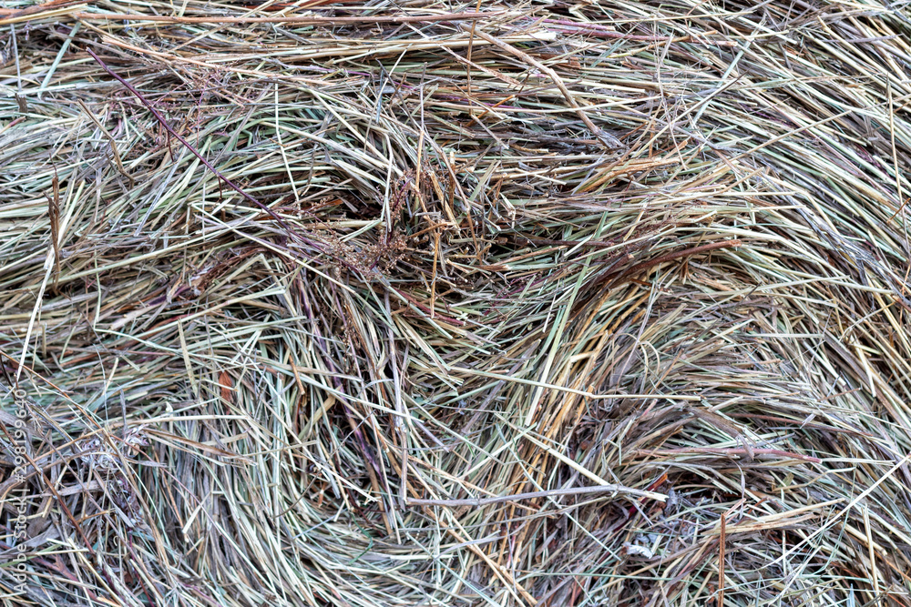 Texture hay background close-up with copy space. Dry grass in haystack. Natural background for design. Concept harvest. Food for animal.