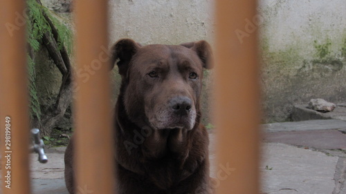 dog in the 