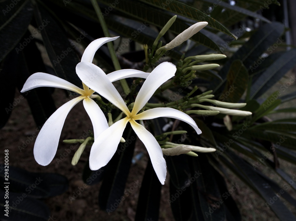 Fototapeta premium Flower beautiful in the garden