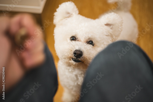 Fotografia, Obraz LWTWL0004220 Purebred white Bichon Frise dog