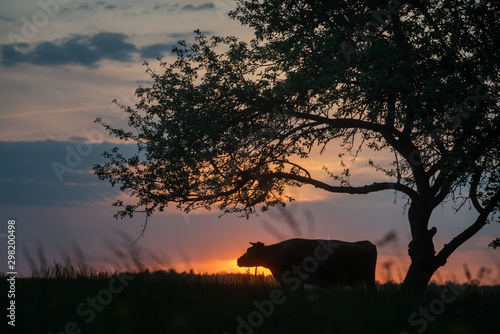 cow at suset time