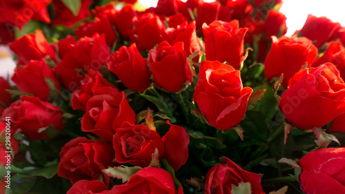 Red roses flowers