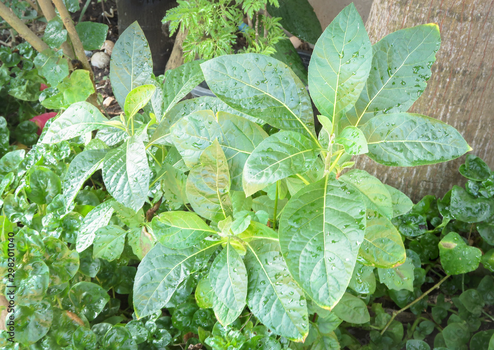 Obraz premium Nan Chao Woei or Gymnanthemum extensum, medicinal herb