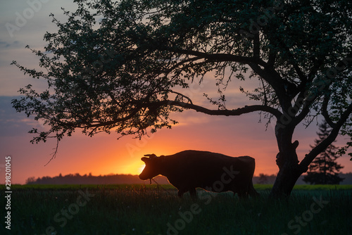 cow at suset time © Latvianphotographer