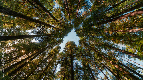 trees in the forest create a heart shape looking up