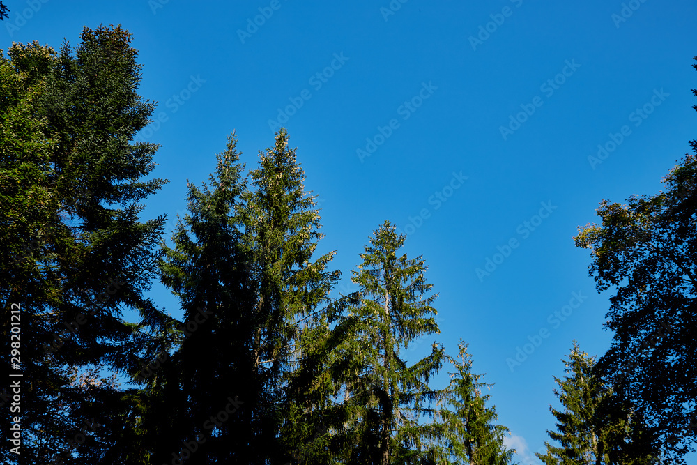 Tops of sprice tree and blue sky background. Natural photo Tops of sprice tree and blue sky background. Natural photo