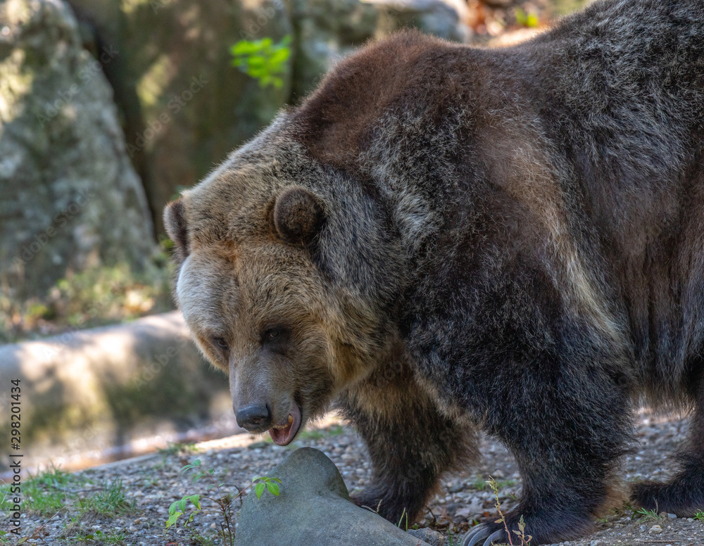 Earth Toned Fur on a Large Grizzly Bear Foraging on the Ground
