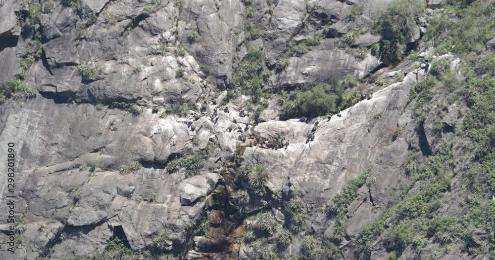 Huge group of Condors, Vultur gryphus, on mountain cliff between waterfall and woods taking a bath and resting. Condorera, Quebrada del Condorito, Cordoba, Argentina Huge group of Condors, Vultur gryphus, on mountain cliff between waterfall and woods taking a bath and resting. Condorera, Quebrada del Condorito, Cordoba, Argentina