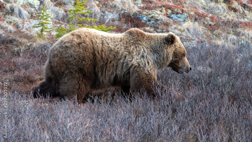 Φωτογραφία Grizzly Bear [ursus arctos horribilis] in the mountain above the Savage River in