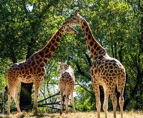 Trio of Giraffes with Neck Arch in a Field