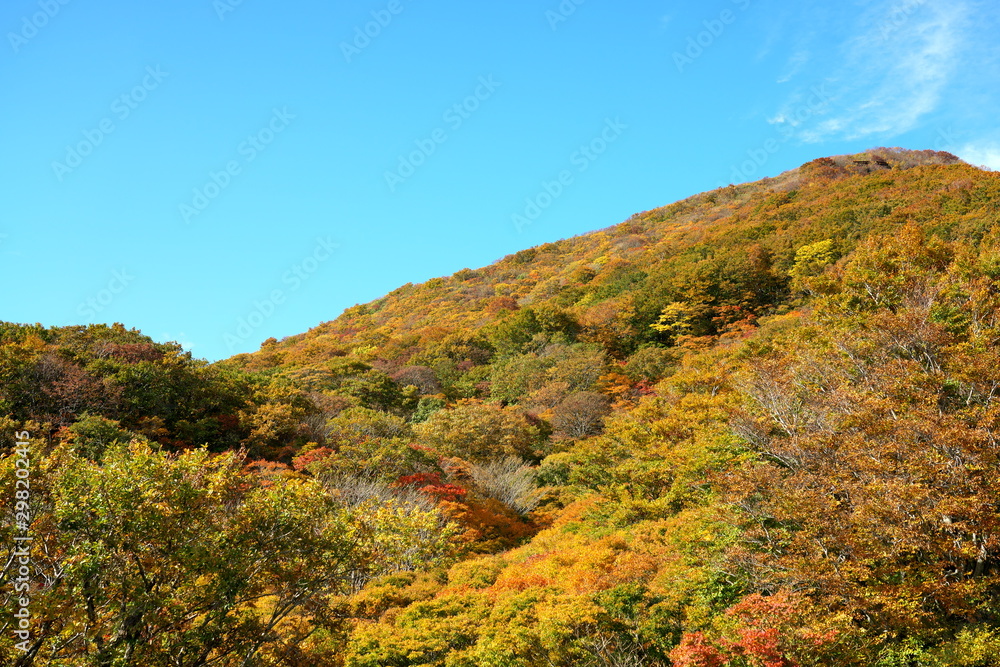 Niigata,Japan-October 22, 2019: Beautiful Autumn leaves at Hakuundai of Oosado skyline highway in Sado island, Niigata, Japan in early autumn