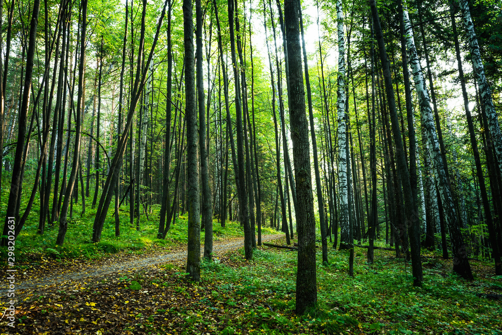 Fototapeta premium Pathway through beautiful summer forest with different trees