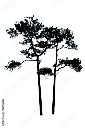 Two silhouette Pinus kesiya isolated on a white background.