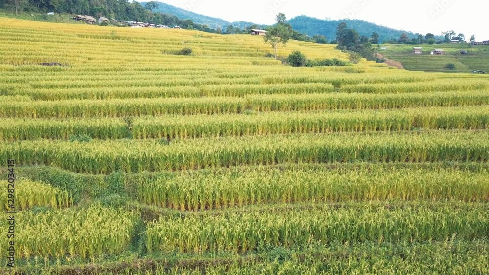 Rice terrace fields or Ladder rice field in aerial view at Pabongpeang , Maejam Village , Chaingmai Province of Thailand Rice terrace fields or Ladder rice field in aerial view at Pabongpeang , Maejam Village , Chaingmai Province of Thailand