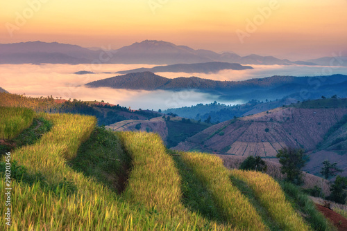 Landscape of the lined yellow terraced rice field on the mountain in Chiang mai Province, Thailand.