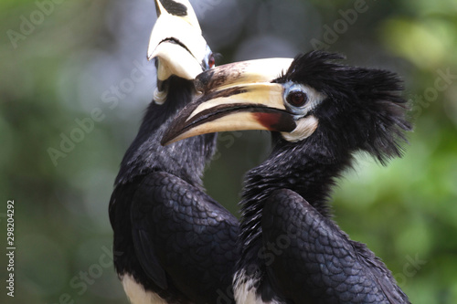 The oriental pied hornbill (Anthracoceros albirostris) from Malaysia photo