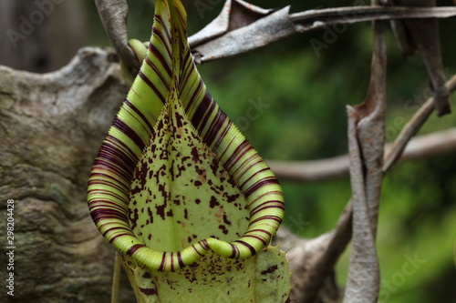 Pitcher plant from Sepilok rain forest, Borneo, Malaysia photo