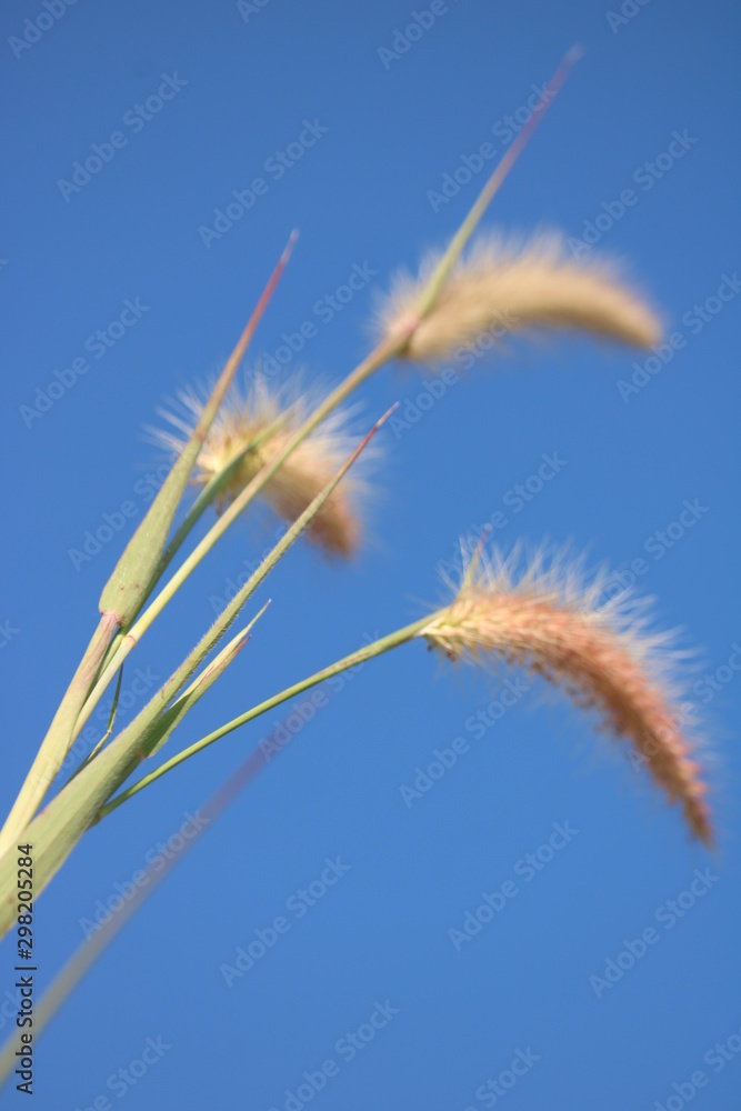 Fototapeta premium ears of wheat against blue sky