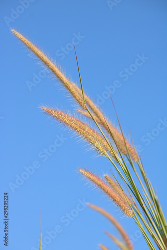 ears of wheat on background of blue sky