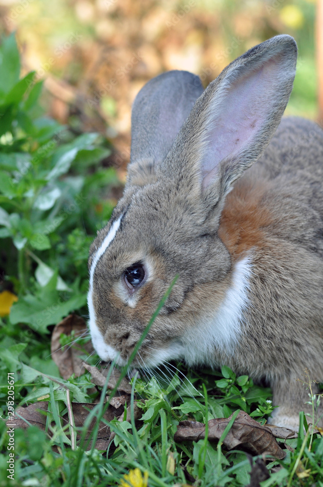 Fototapeta premium Cute gray domestic rabbit eats grass in the park.