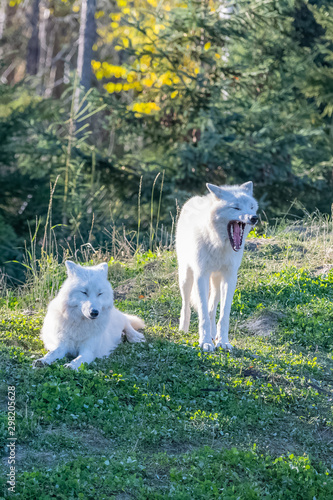 Arctic wolf, pack of white wolves standing in the forest in Canada