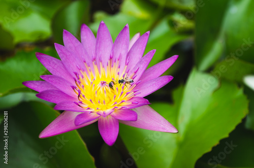 Pink lotus flower with bees