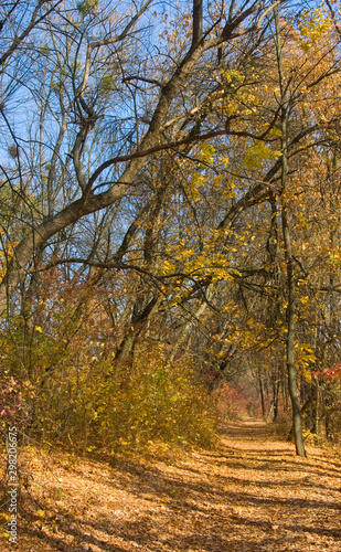 Fototapeta Naklejka Na Ścianę i Meble -  image of autumn forest landscape closeup