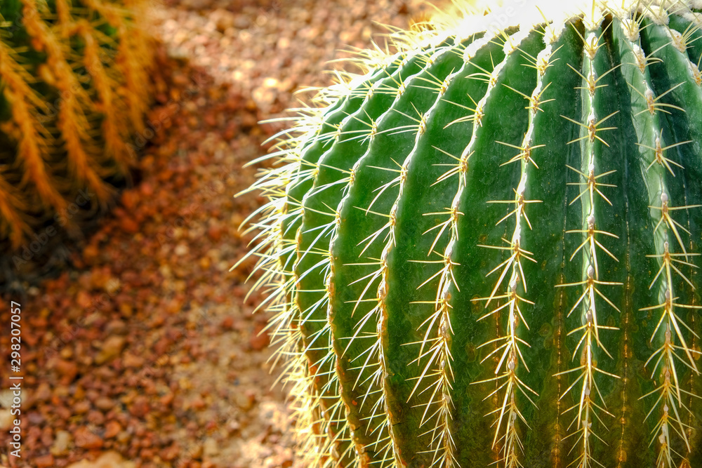Group of cactus plants in a large glass house Group of cactus plants in a large glass house