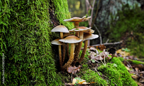 Photo Mushrooms and moss