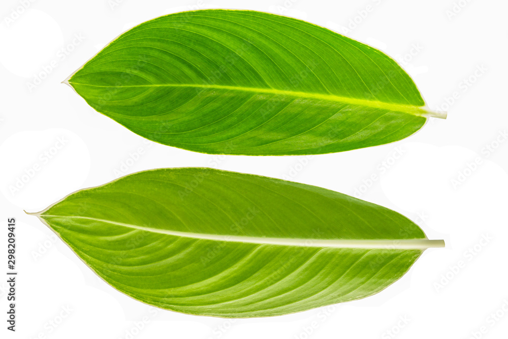 Obraz premium green leaf on white background.
