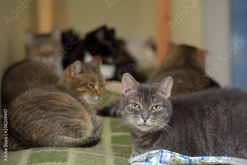 cats together lies in an animal shelter photo