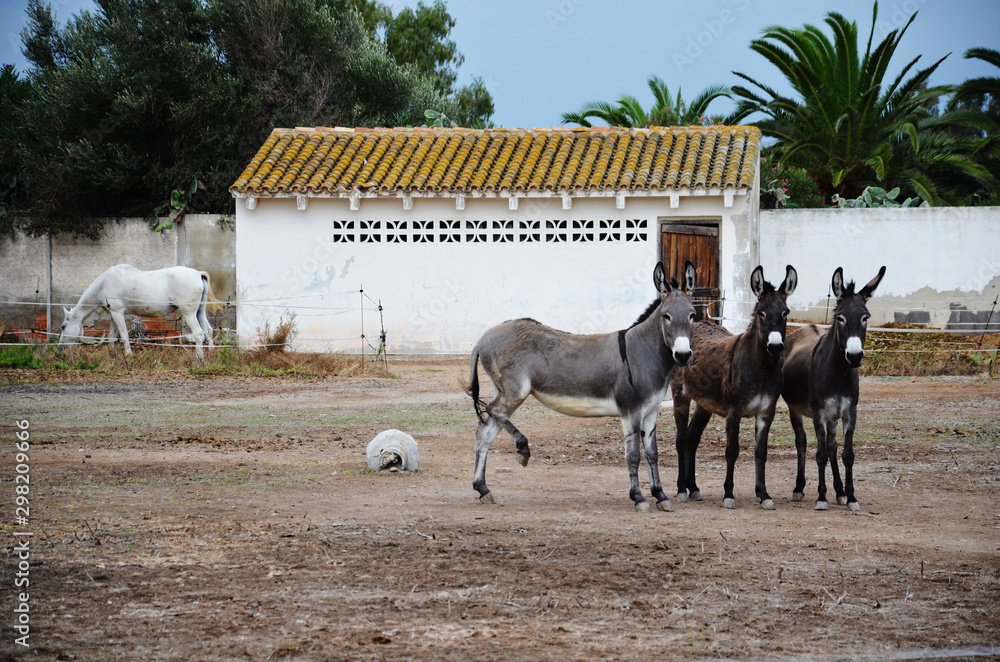 Naklejka premium horses on ranch