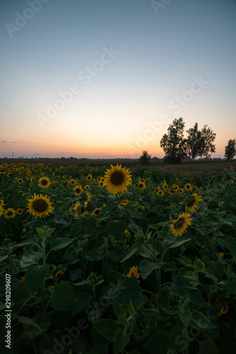 Sunflowers at sunset time