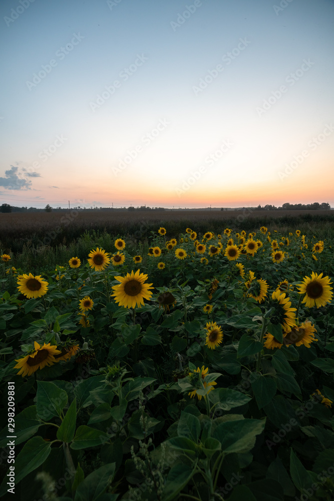 Fototapeta premium Sunflowers at sunset time