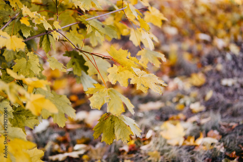 Autumn view. Yellow and Orange Maple Leaves. Background of group autumn yellow leaves