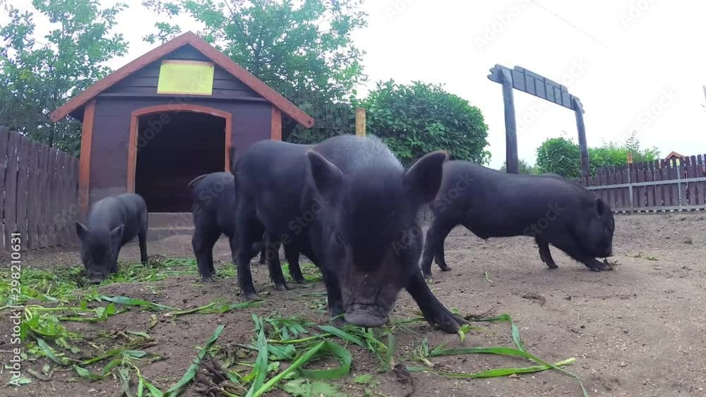Black Vietnamese pigs on the farm eat grass Black Vietnamese pigs on the farm eat grass