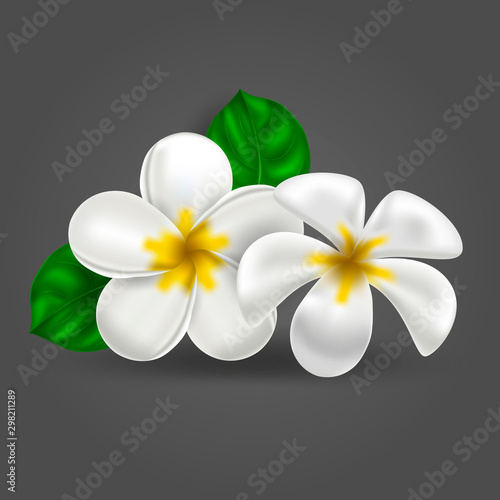 Vector realistic tropical hawaiian flower plumeria. White-yellow isolated object frangipani on a dark background. Summer paradise. Botanical nature illustration