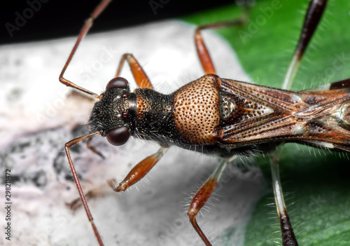 Macro Photo of Assassin Bug Eating Bird Poop on Green Leaf