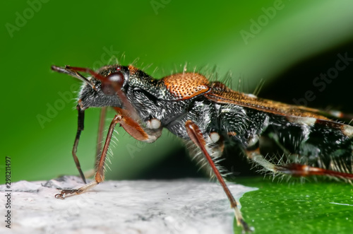 Macro Photo of Assassin Bug Eating Bird Poop on Green Leaf