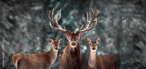 Noble deer family in winter snow forest. Artistic winter christmas landscape. Winter wonderland.