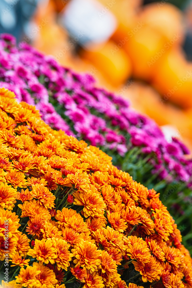 Fototapeta premium Colorful autumn Mum or Chrysanthemum flowers for sale at a pumpkin patch. Pumpkins in the background.