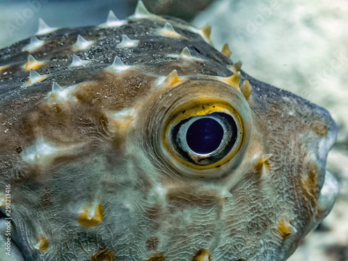 Igelfisch