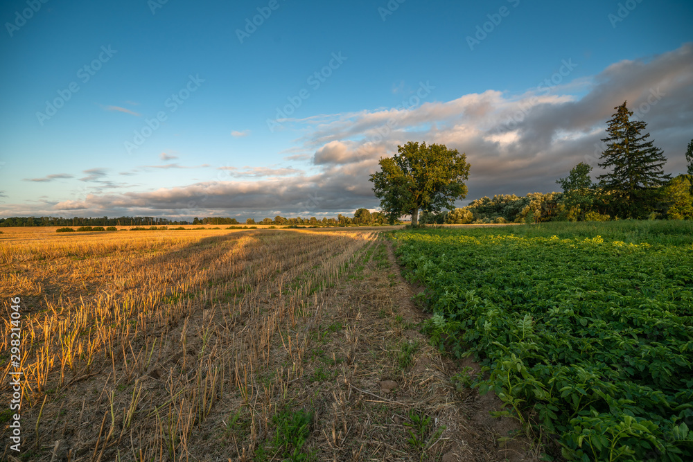 Naklejka premium landscape with yellow field and blue sky