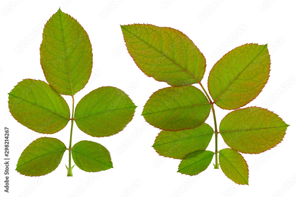 Rose leaves on white background. Rose leaves on white background.