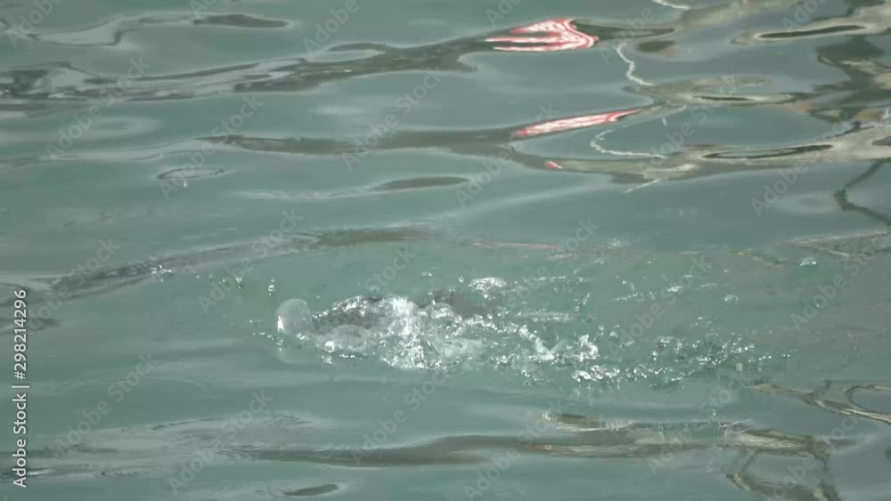 Duck hunting and eating small fish in water Duck hunting and eating small fish in water